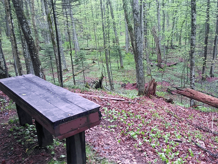 bench overlooking woods